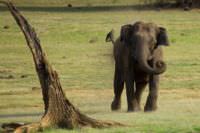 A charging elephant in the Kabini Forest in India.