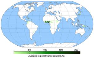 Most yams are grown in West Africa.