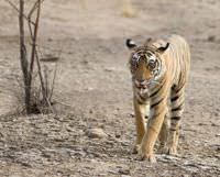 A tiger in a forest in India.