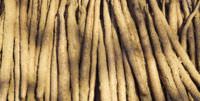 Long, skinny Chinese yams.