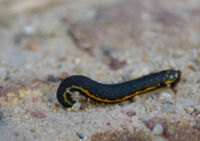 A terrestrial leech in a coastal New South Wales forest.