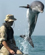 Dolphin