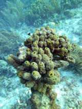 Sponges