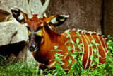 Antelope